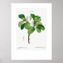 POSTER:  BOTANISCH "MAGNOLIA" REDOUTÉ