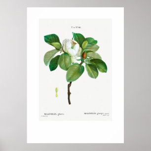 POSTER:  BOTANISCH "MAGNOLIA" REDOUTÉ POSTER