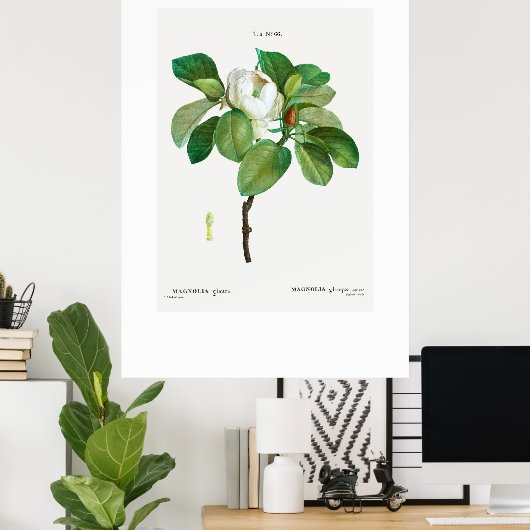 POSTER:  BOTANISCH "MAGNOLIA" REDOUTÉ POSTER (Thuiskantoor)