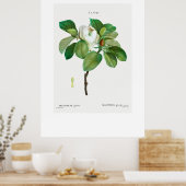 POSTER: BOTANISCH "MAGNOLIA" REDOUTÉ POSTER (Keuken)