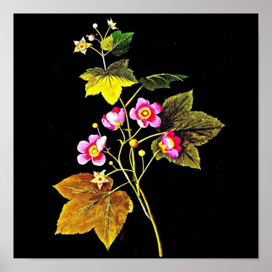 Poster-Botanische Art-Mary Delany 4 Poster (Voorkant)