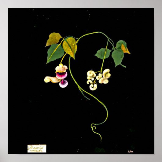 Poster-Botanische Art-Mary Delany 5 Poster (Voorkant)