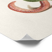  Poster Botanische illustratie (Hoek)