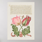 Poster Botanische illustratie (Voorkant)