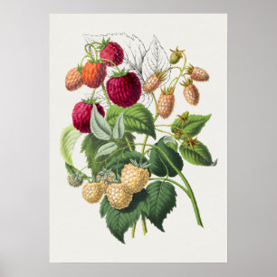 Poster Botanische illustratie