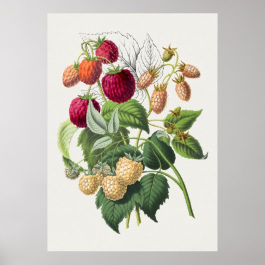 Poster Botanische illustratie (Voorkant)
