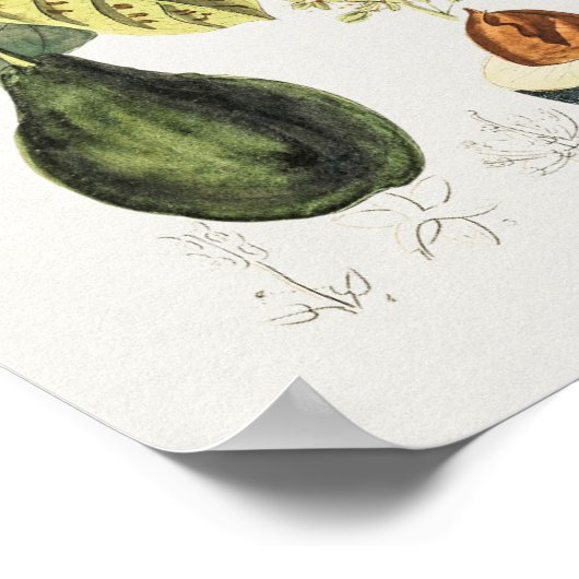  Poster Botanische illustratie (Hoek)