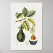  Poster Botanische illustratie (Voorkant)