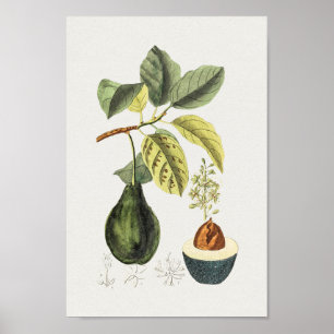  Poster Botanische illustratie