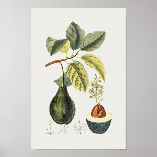  Poster Botanische illustratie (Voorkant)