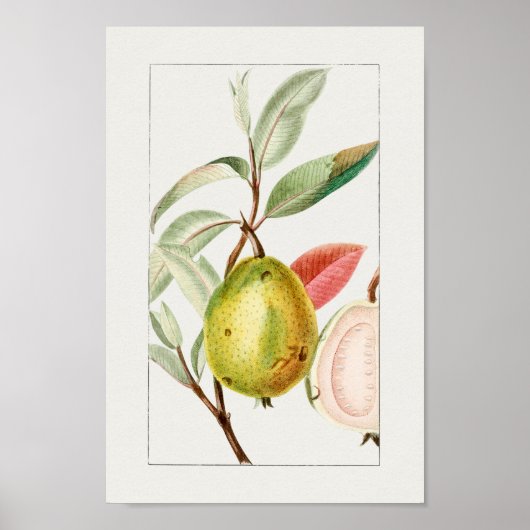  Poster Botanische illustratie (Voorkant)