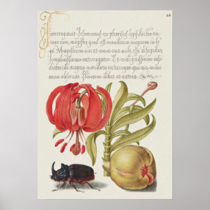 Poster Botanische illustratie