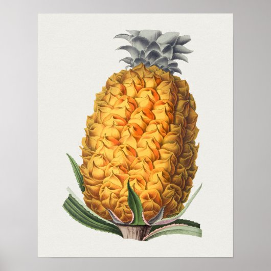  Poster Botanische illustratie (Voorkant)