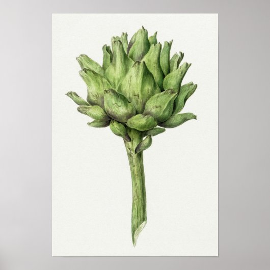  Poster Botanische illustratie (Voorkant)