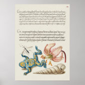 Poster Botanische illustratie (Voorkant)