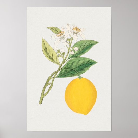 Poster Botanische illustratie (Voorkant)
