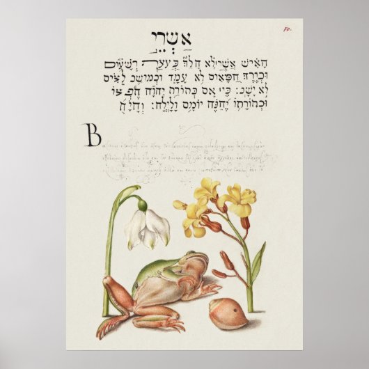  Poster Botanische illustratie (Voorkant)