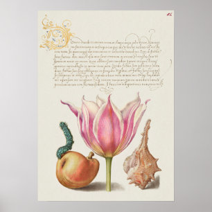 Poster Botanische illustratie