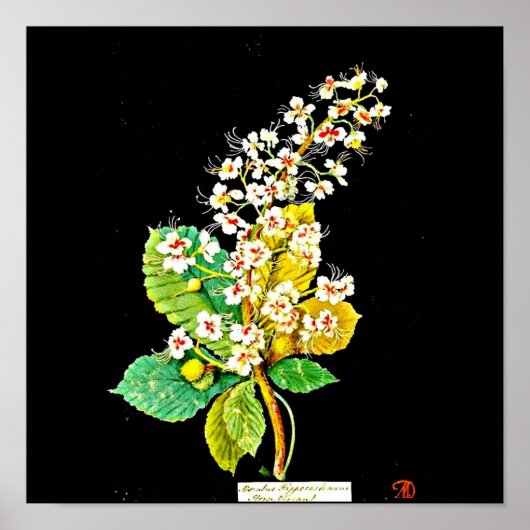 Poster-Botanische Kunst-Mary Delany 11 Poster (Voorkant)