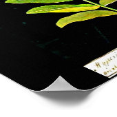 Poster-Botanische Kunst-Mary Delany 13 Poster (Hoek)