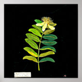 Poster-Botanische Kunst-Mary Delany 13 Poster (Voorkant)