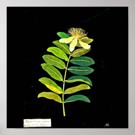 Poster-Botanische Kunst-Mary Delany 13 Poster (Voorkant)