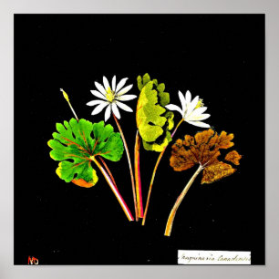 Poster-Botanische Kunst-Mary Delany 14 Poster