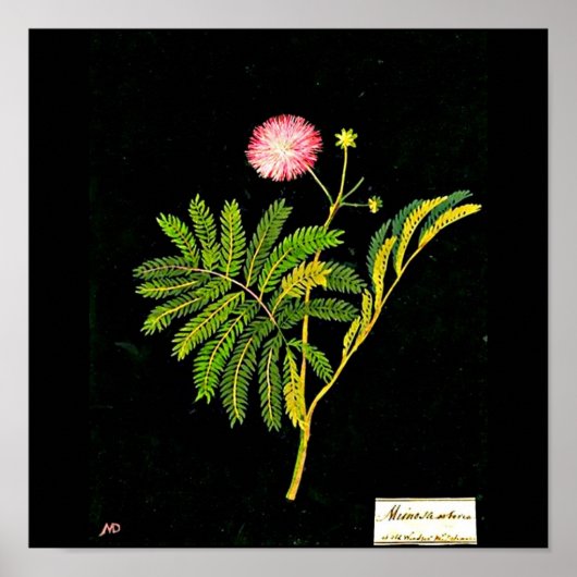 Poster-Botanische Kunst-Mary Delany 21 Poster (Voorkant)