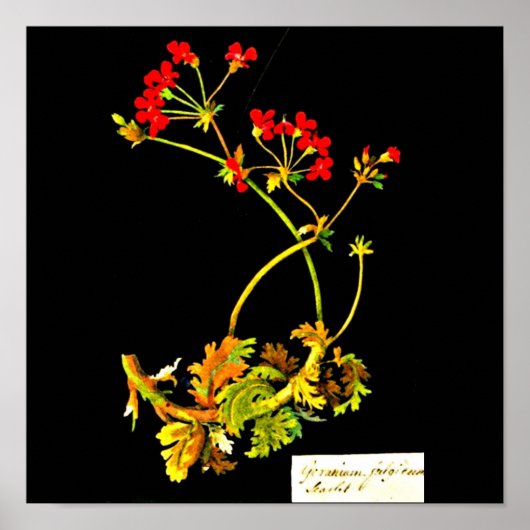 Poster-Botanische Kunst-Mary Delany 22 Poster (Voorkant)