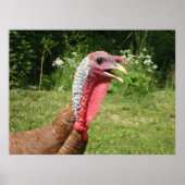 Poster Bourbon Red Turkey (Voorkant)