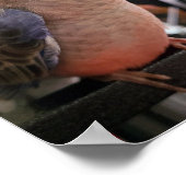 Poster Bourkes Parakeet (Hoek)