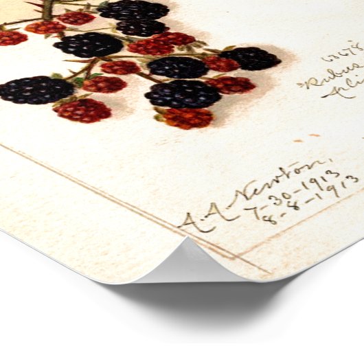 Poster - bramen (Hoek)