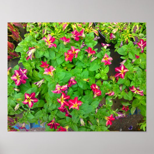 Poster Bright Hot Flowers (Voorkant)