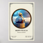Poster Brown Pelican Zoologie Serie (Voorkant)