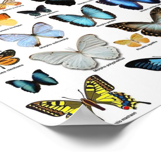 Poster - Butterfly Collectie 2 (Hoek)