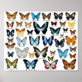 Poster - Butterfly Collectie 2 (Voorkant)