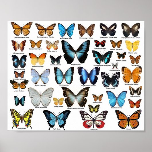 Poster - Butterfly Collectie 2 (Voorkant)