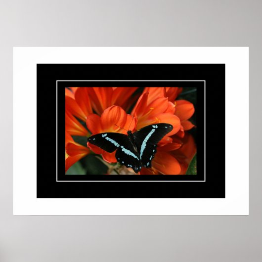 Poster Butterfly/Flowers (Voorkant)