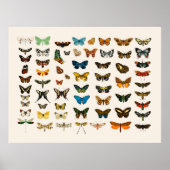 POSTER:  BUTTERFLY-KARAKTER POSTER (Voorkant)