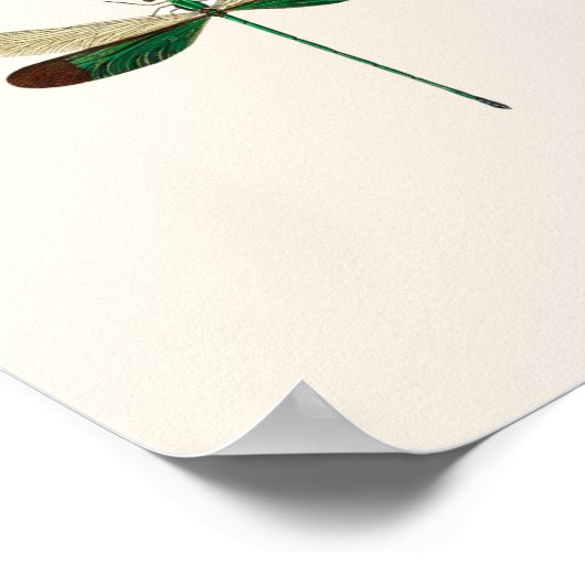 POSTER:  BUTTERFLY-KARAKTER POSTER (Hoek)