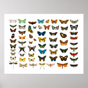POSTER:  BUTTERFLY-KARAKTER POSTER
