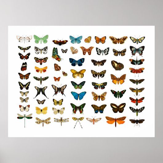 POSTER: BUTTERFLY-KARAKTER POSTER (Voorkant)