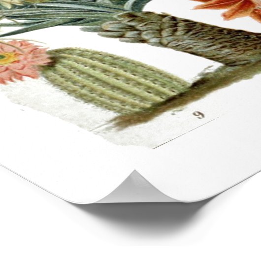 Poster  Cactus Chart (Hoek)