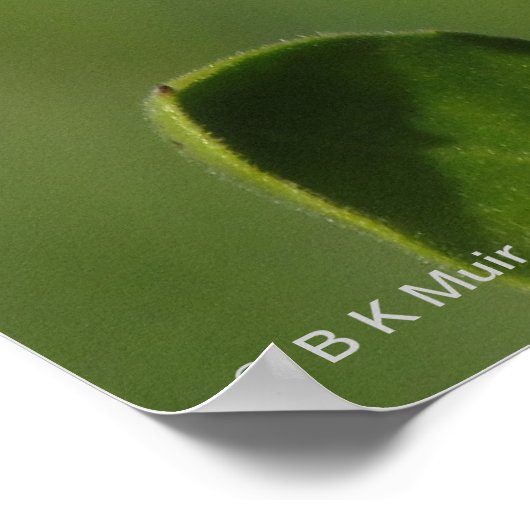 Poster - Calendual Blossom (Hoek)