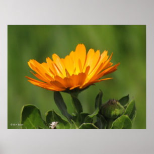 Poster - Calendual Blossom