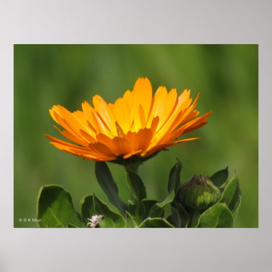 Poster - Calendual Blossom (Voorkant)