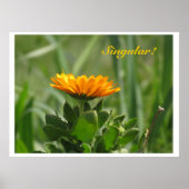 Poster - Calendula Bloom (Voorkant)