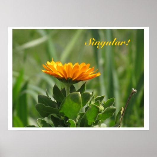 Poster - Calendula Bloom (Voorkant)