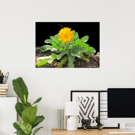 Poster - Calendula Blossom (Thuiskantoor)