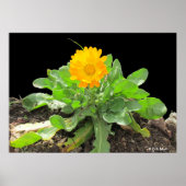 Poster - Calendula Blossom (Voorkant)